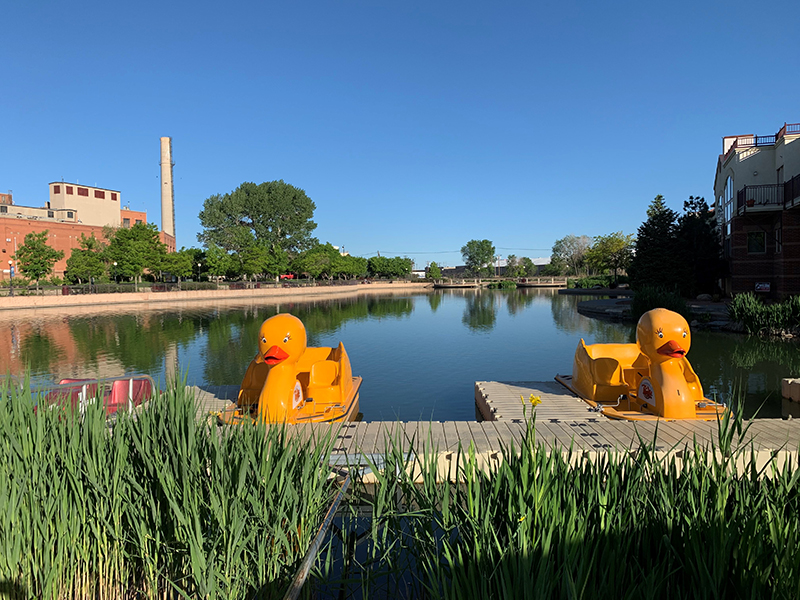 Lake and ducks